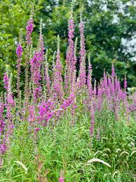 Attēlu rezultāti vaicājumam “Lythrum salicaria flower”