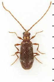 Attēlu rezultāti vaicājumam “Ptinus sp. female”