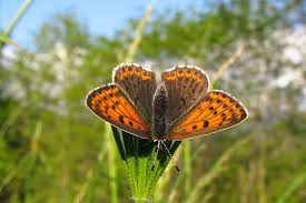 Attēlu rezultāti vaicājumam “Lycaena tityrus female”
