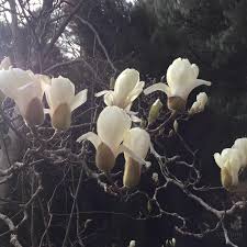 Attēlu rezultāti vaicājumam “Magnolia cylindrica flower”