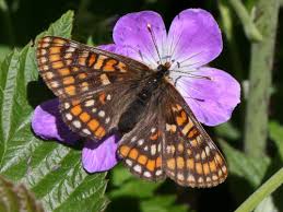 Attēlu rezultāti vaicājumam “Euphydryas maturna upperside”
