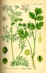 File:Illustration <b>Coriandrum</b>