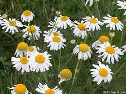 Attēlu rezultāti vaicājumam “Tripleurospermum inodorum leaf”