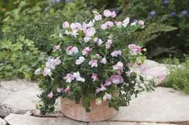 Image result for Lathyrus odoratus