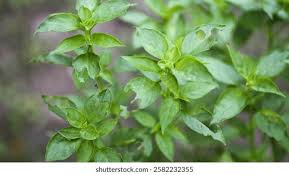 Attēlu rezultāti vaicājumam “Ocimum basilicum leaf”