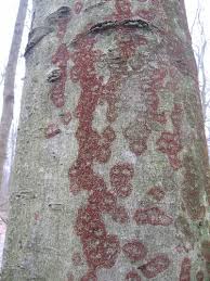 Attēlu rezultāti vaicājumam “Nectria peziza”