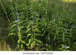 Attēlu rezultāti vaicājumam “Gentiana cruciata leaf”