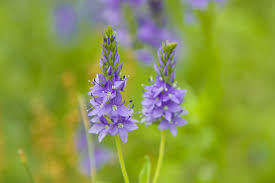 Image result for Veronica teucrium
