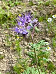 Attēlu rezultāti vaicājumam “Phacelia tanacetifolia flower”