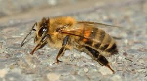 Attēlu rezultāti vaicājumam “Apis mellifera”