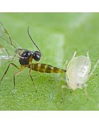 Attēlu rezultāti vaicājumam “Adalia bipunctata”