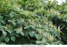 Attēlu rezultāti vaicājumam “Reynoutria sachalinensis fruit”