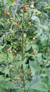 Attēlu rezultāti vaicājumam “Scrophularia nodosa fruit”