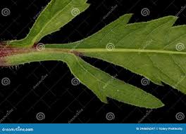 Attēlu rezultāti vaicājumam “Bidens tripartita leaf”