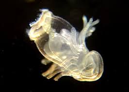 Attēlu rezultāti vaicājumam “Phronia sp.”