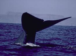 Image result for Balaenoptera musculus