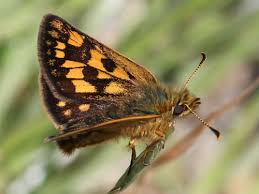 Attēlu rezultāti vaicājumam “Carterocephalus silvicolus male”