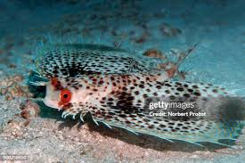 Image result for Dactylopterus volitans
