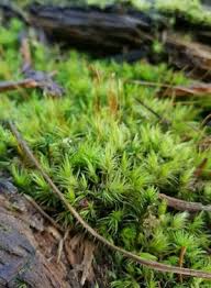 Attēlu rezultāti vaicājumam “Pogonatum dentatum”