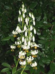 Image result for Lilium martagon Alba