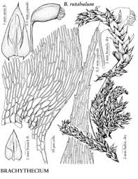 Attēlu rezultāti vaicājumam “Brachythecium”