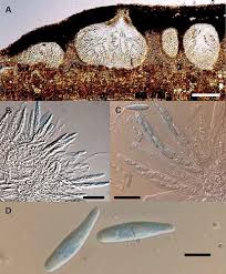 Attēlu rezultāti vaicājumam “Petractis sp.”