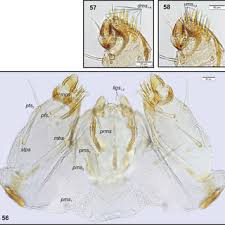 Attēlu rezultāti vaicājumam “Philopedon plagiatum”