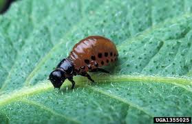 Attēlu rezultāti vaicājumam “Leptinotarsa decemlineata”