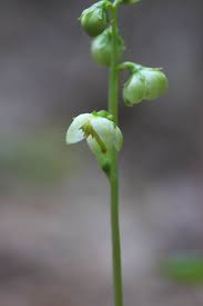 Attēlu rezultāti vaicājumam “Pyrola chlorantha bud”