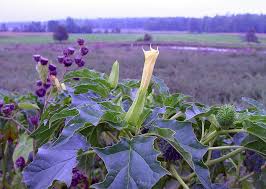 Image result for Datura stramonium