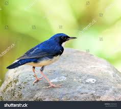 Image result for Luscinia cyane