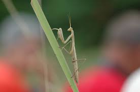 Attēlu rezultāti vaicājumam “Mantis religiosa”