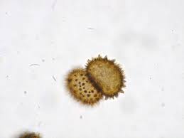 Attēlu rezultāti vaicājumam “Cystopteris fragilis”