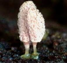 Attēlu rezultāti vaicājumam “Arcyria minuta”