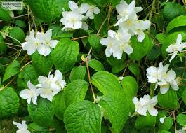 Attēlu rezultāti vaicājumam “Philadelphus coronarius”