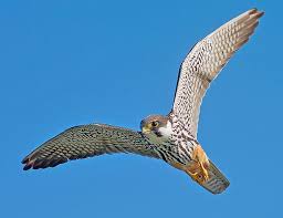 Attēlu rezultāti vaicājumam “Falco subbuteo”