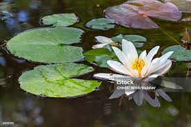 Attēlu rezultāti vaicājumam “Nymphaea alba leaf”