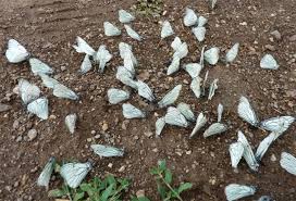 Attēlu rezultāti vaicājumam “Aporia crataegi pupa”