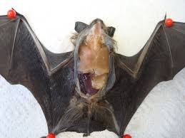 Attēlu rezultāti vaicājumam “Eptesicus serotinus”