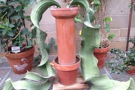 Attēlu rezultāti vaicājumam “Bulbochaete mirabilis”