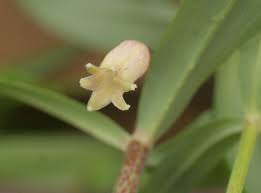 Attēlu rezultāti vaicājumam “Polygonatum verticillatum bud”
