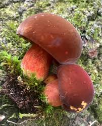 Attēlu rezultāti vaicājumam “Sutorius luridiformis”