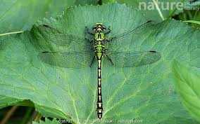 Attēlu rezultāti vaicājumam “Ophiogomphus cecilia”