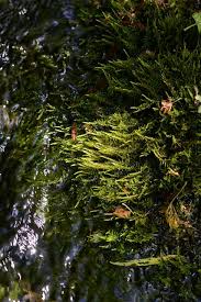 Attēlu rezultāti vaicājumam “Cratoneuron filicinum”