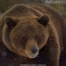 Attēlu rezultāti vaicājumam “Ursus arctos”