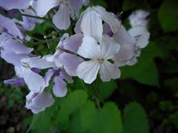 Attēlu rezultāti vaicājumam “Lunaria rediviva leaf”
