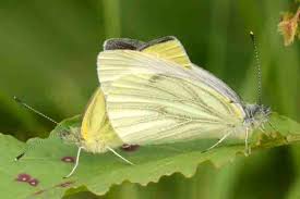 Attēlu rezultāti vaicājumam “Pieris napi”