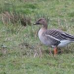 Attēlu rezultāti vaicājumam “Anser serrirostris”