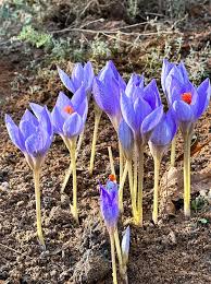 Attēlu rezultāti vaicājumam “Crocus speciosus flower”