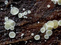 Attēlu rezultāti vaicājumam “Lachnella alboviolascens”